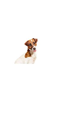 Royal Canin Köpek Yaş Maması Küçük Irk 195 G