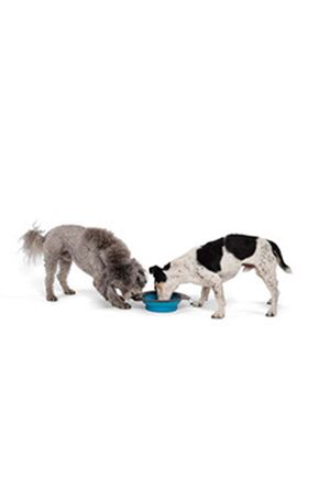 M-Pets Mama ve Su Kabı Katlanır Silikon Mavi 750Ml