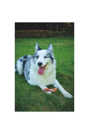 M-Pets Köpek Oyuncağı Pastırmalı 11.7*4.7*4 Cm