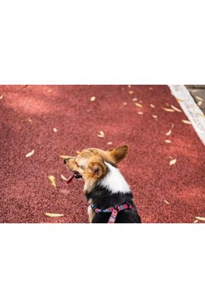 M-Pets Köpek Göğüs Tasması Urban Style (S) 120 Cm