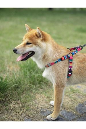 M-Pets Köpek Göğüs Tasması Urban Style (L) 120 Cm