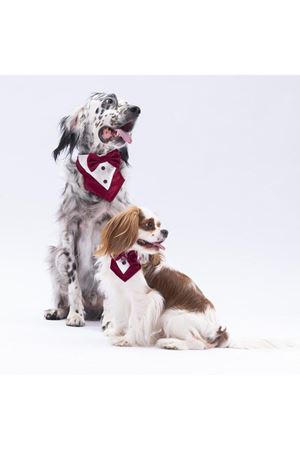 Pawstar Bordo Smokin Fular