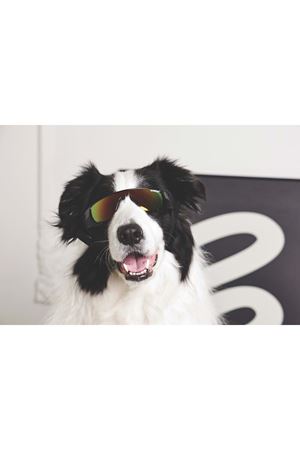 M-Pets Köpek Gözlüğü Siyah