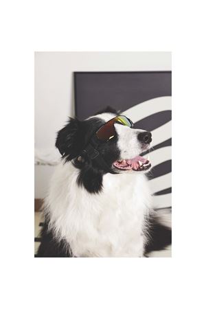 M-Pets Köpek Gözlüğü Siyah