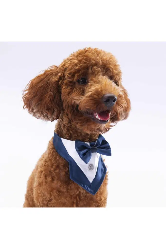 Pawstar Lacivert Fular 2 Beden