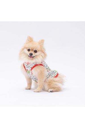 Pawstar T-Shirt Mutlu Kaktüs Desenli (2XL)