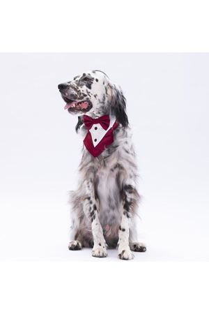 Pawstar Bordo Smokin Fular