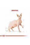 Royal Canin Kedi Maması Sfenks 2 Kg