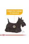 Royal Canin Köpek Maması Dermacomfort Mini Irk 3Kg